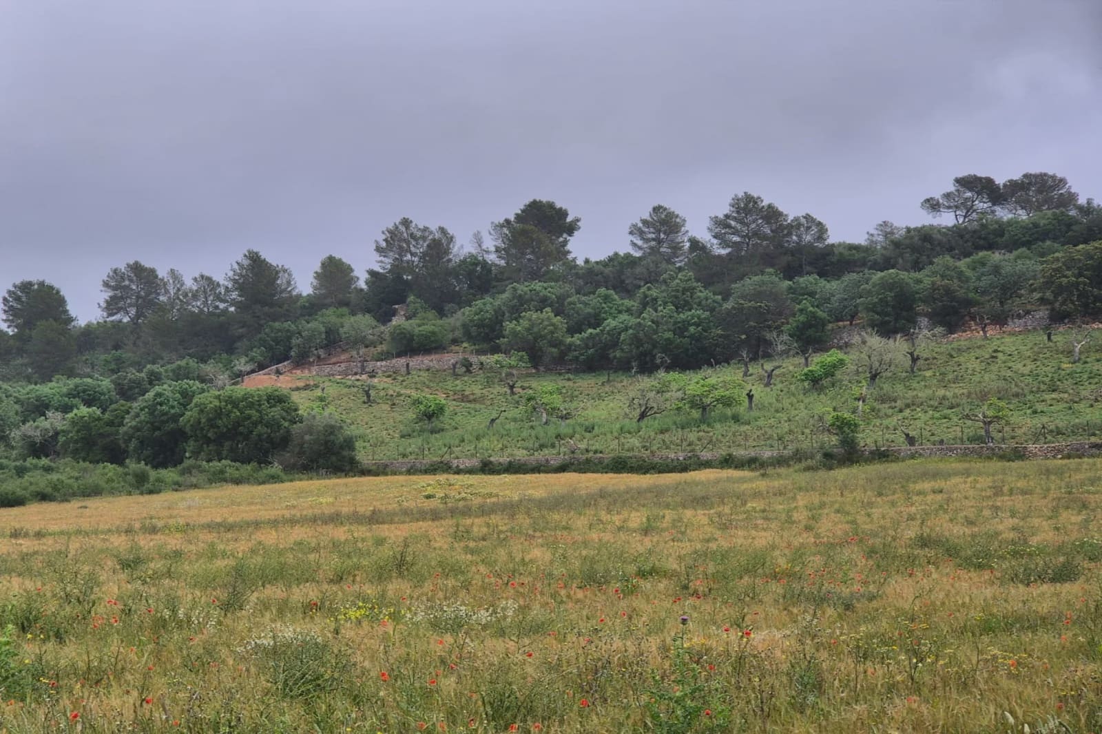 Undeveloped Land for sale in Ariany - € 307,000 (Ref: 8933473)