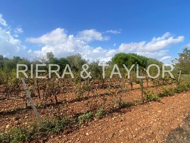 Mark till salu i Manacor - 56 000 € (Ref: 8960385)