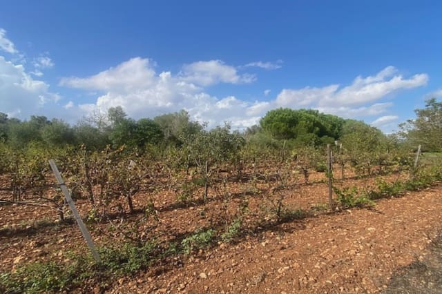 Grunde uden byggetilladelser til salg i Manacor - € 56.000 (Ref: 8960385)