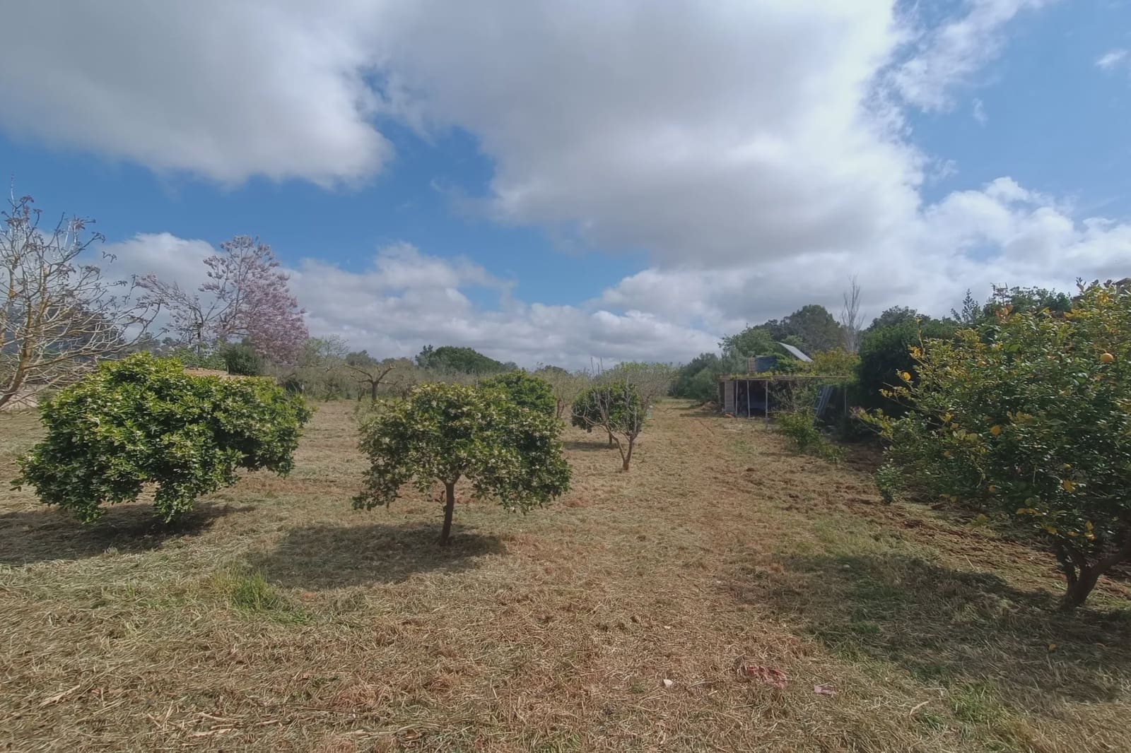 Undeveloped Land for sale in Manacor - € 56,000 (Ref: 8960385)