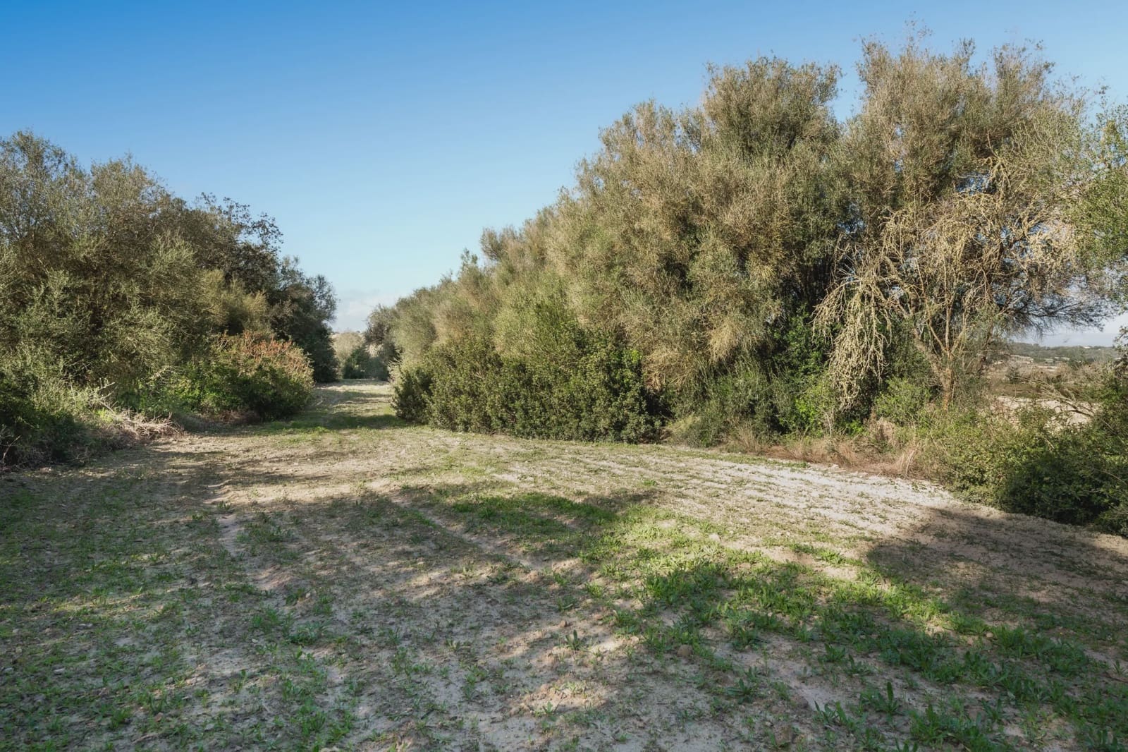 Undeveloped Land for sale in Lloret de Vista Alegre - € 157,000 (Ref: 9006639)