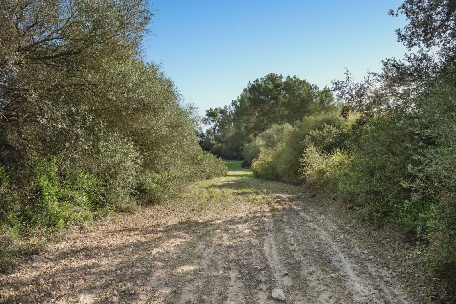 Undeveloped Land for sale in Lloret de Vista Alegre - € 157,000 (Ref: 9006639)