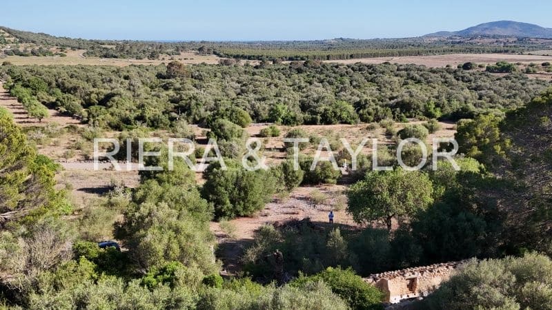 Mark till salu i Sant Llorenc des Cardassar - 395 000 € (Ref: 9128669)