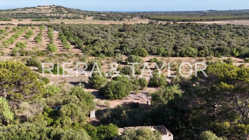 Mark till salu i Sant Llorenc des Cardassar - 395 000 € (Ref: 9128669)