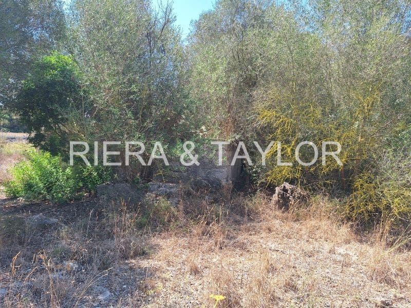 Finca/Casa Rural de 1 habitación en Manacor en venta - 250.000 € (Ref: 9175210)