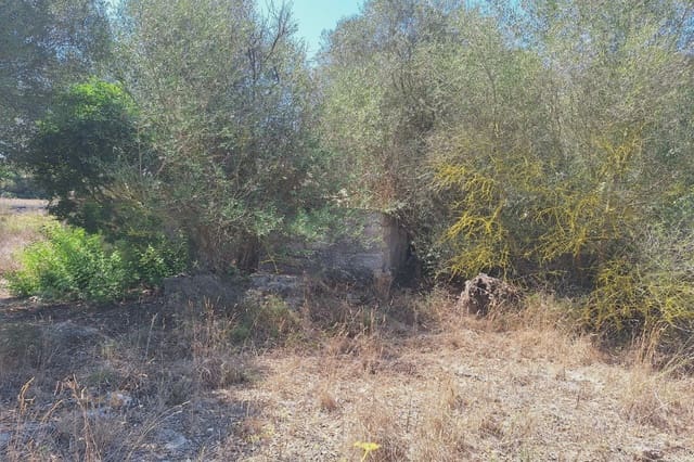 Finca/Casa Rural de 1 habitación en Manacor en venta - 240.000 € (Ref: 9175210)