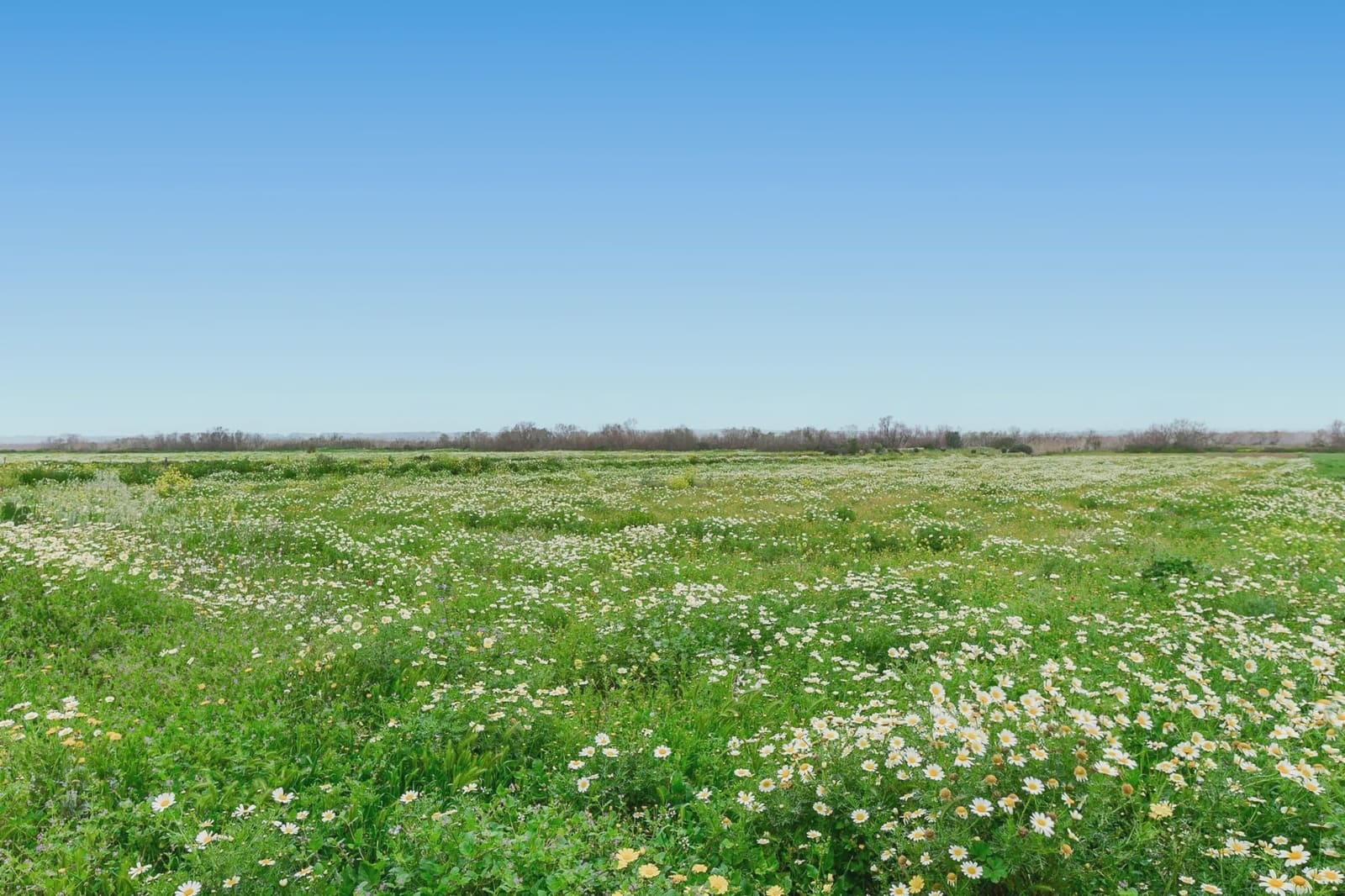 Finca/Country House for sale in Campos - € 283,500 (Ref: 9308739)