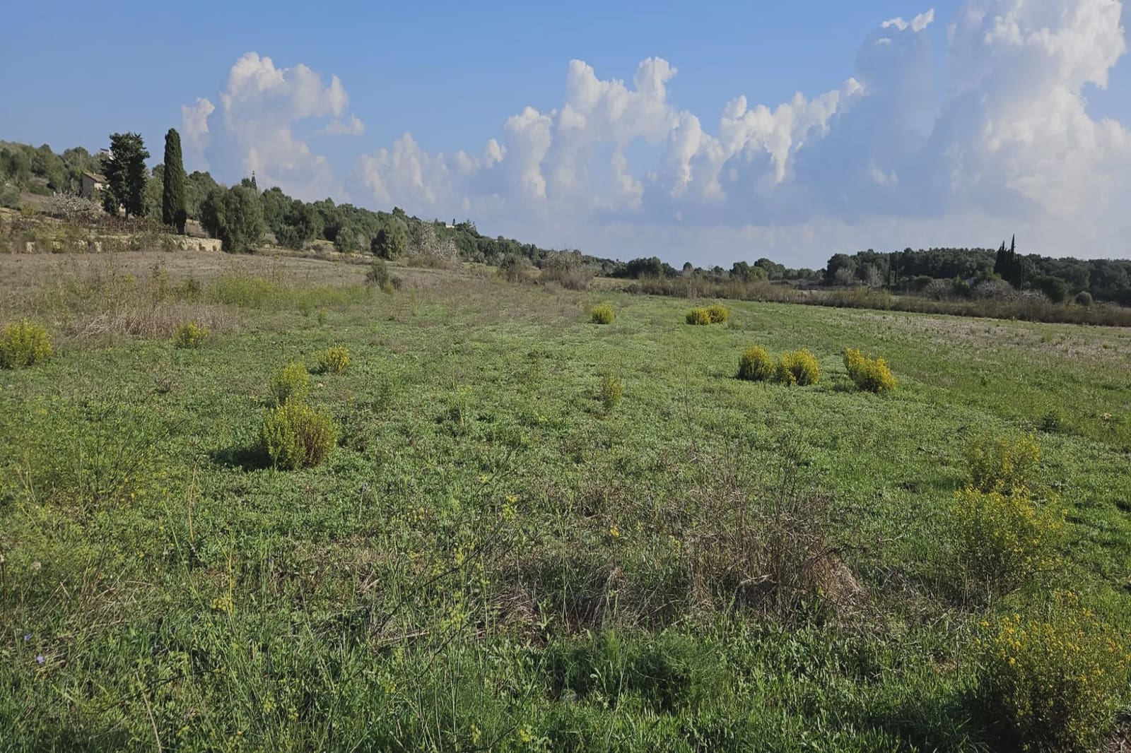 Ubebygd land til salgs i Petra - € 11 000 (Ref: 9319686)