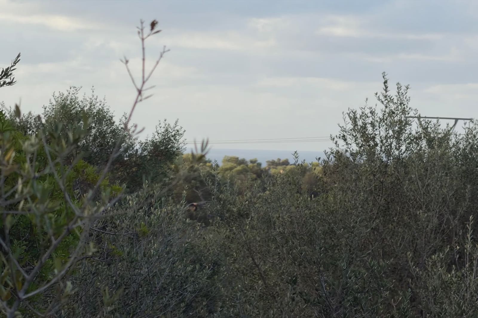 Rakentamaton maa myytävänä paikassa Son Carrio - 210 000 € (Ref: 9319947)