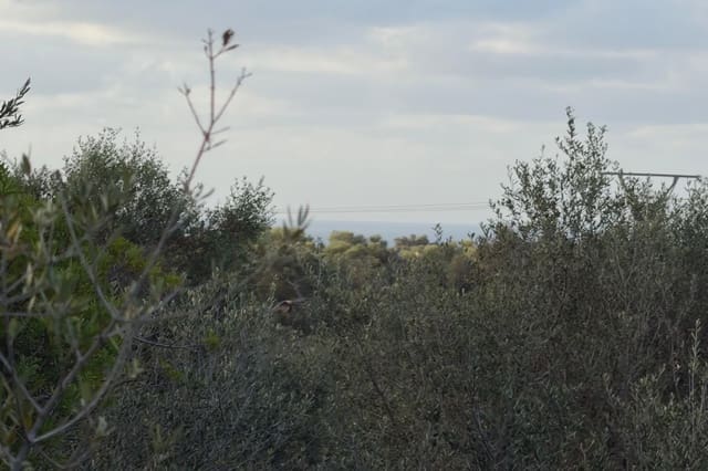 Teren niezagospodarowany na sprzedaż w Son Carrio, Sant Llorenç des Cardassar - 210 000 € (Ref: 9319947)