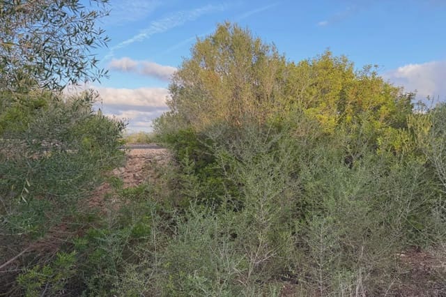 Teren niezagospodarowany na sprzedaż w Son Carrio, Sant Llorenç des Cardassar - 210 000 € (Ref: 9319947)