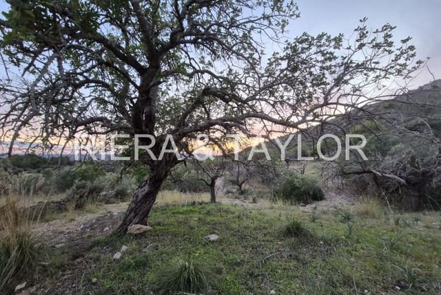 Mark till salu i Sant Llorenç des Cardassar - 15 000 € (Ref: 9427557)