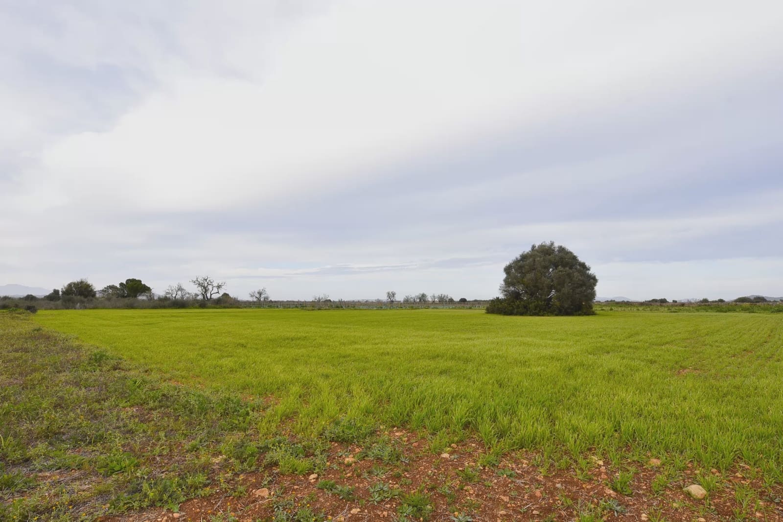 Undeveloped Land for sale in Felanitx - € 160,000 (Ref: 9548576)