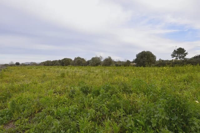 Mark till salu i Felanitx - 160 000 € (Ref: 9548576)