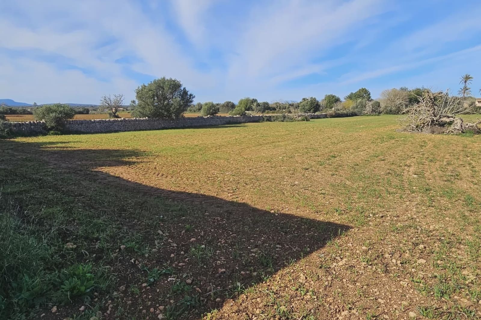 Undeveloped Land for sale in Manacor - € 220,000 (Ref: 9683826)