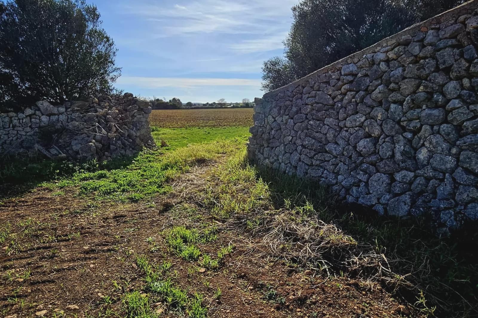 Undeveloped Land for sale in Manacor - € 220,000 (Ref: 9683826)