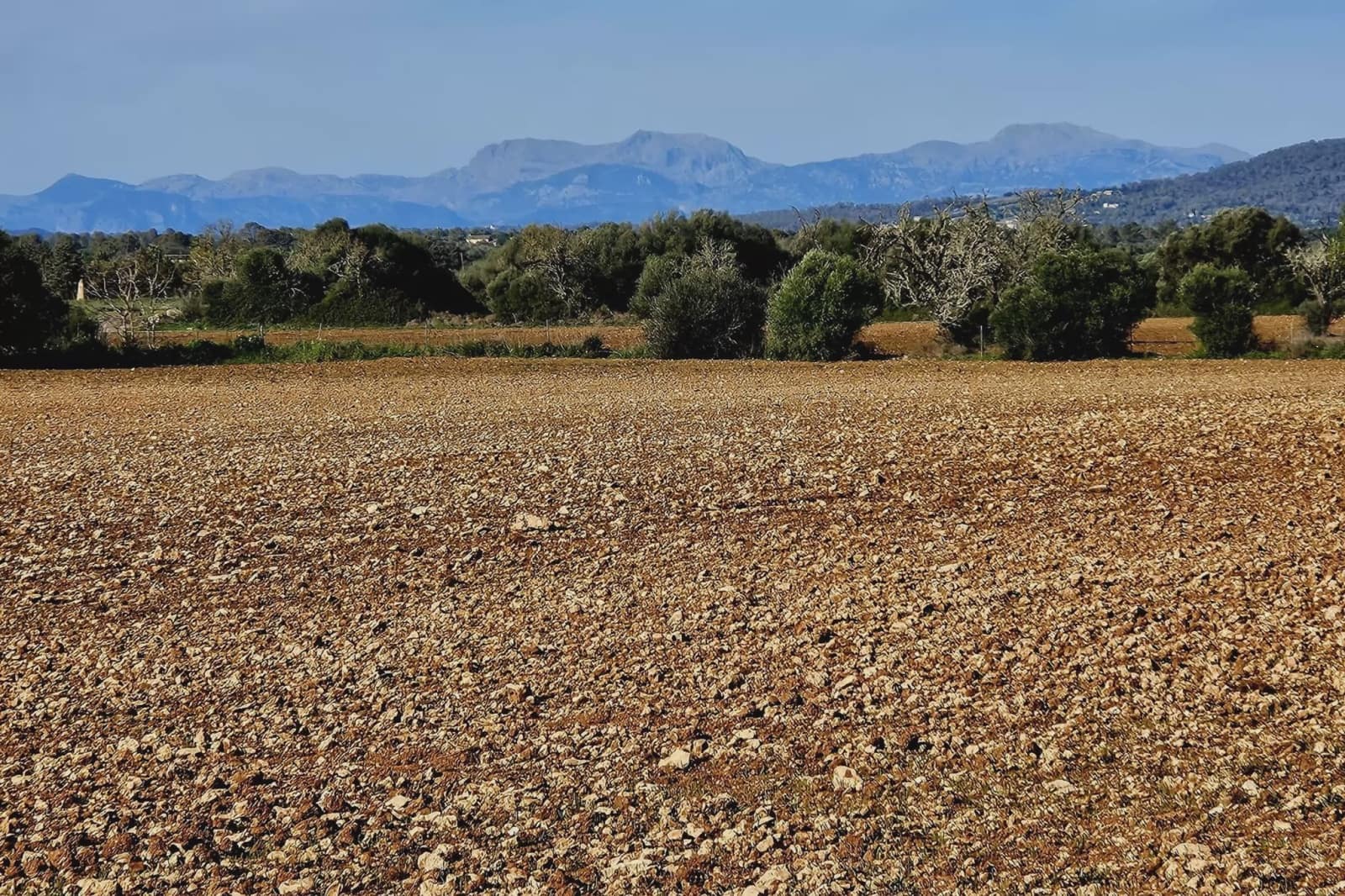 Undeveloped Land for sale in Manacor - € 220,000 (Ref: 9683826)