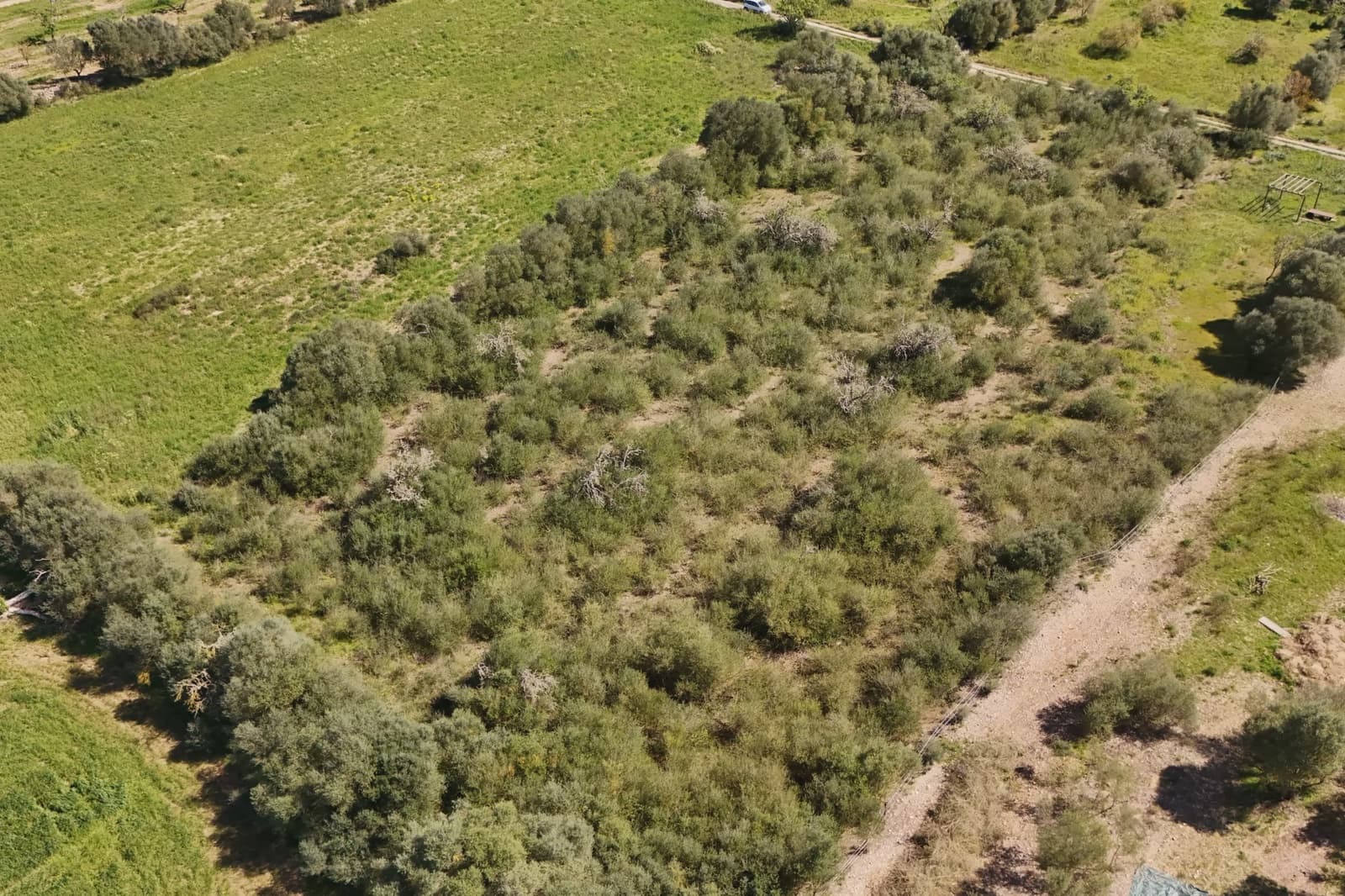 Grond te koop in Vilafranca de Bonany - € 20.000 (Ref: 9715335)