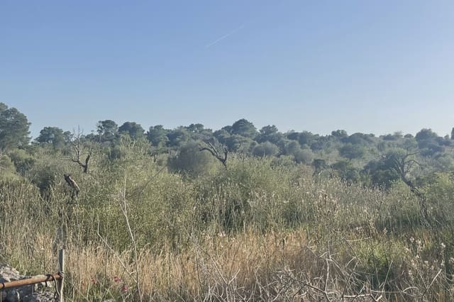 Teren niezagospodarowany na sprzedaż w Son Carrio, Sant Llorenç des Cardassar - 420 000 € (Ref: 9761271)