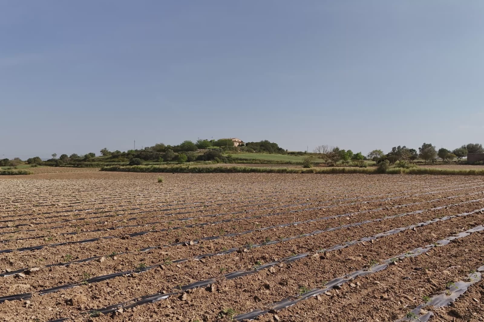 Undeveloped Land for sale in Petra - € 21,000 (Ref: 9814409)
