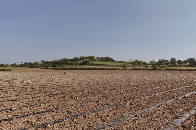 Undeveloped Land for sale in Petra - € 21,000 (Ref: 9814409)
