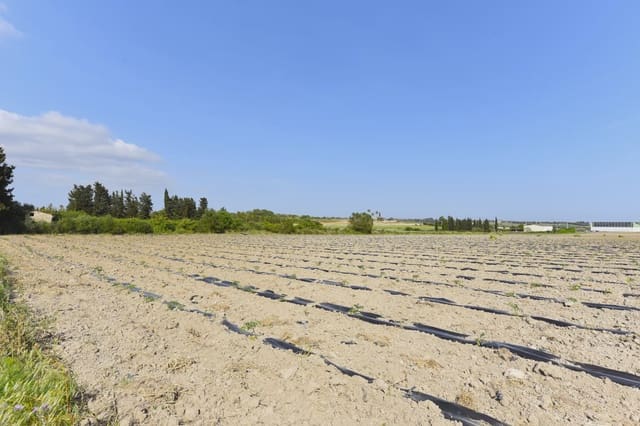 Undeveloped Land for sale in Petra - € 21,000 (Ref: 9814409)