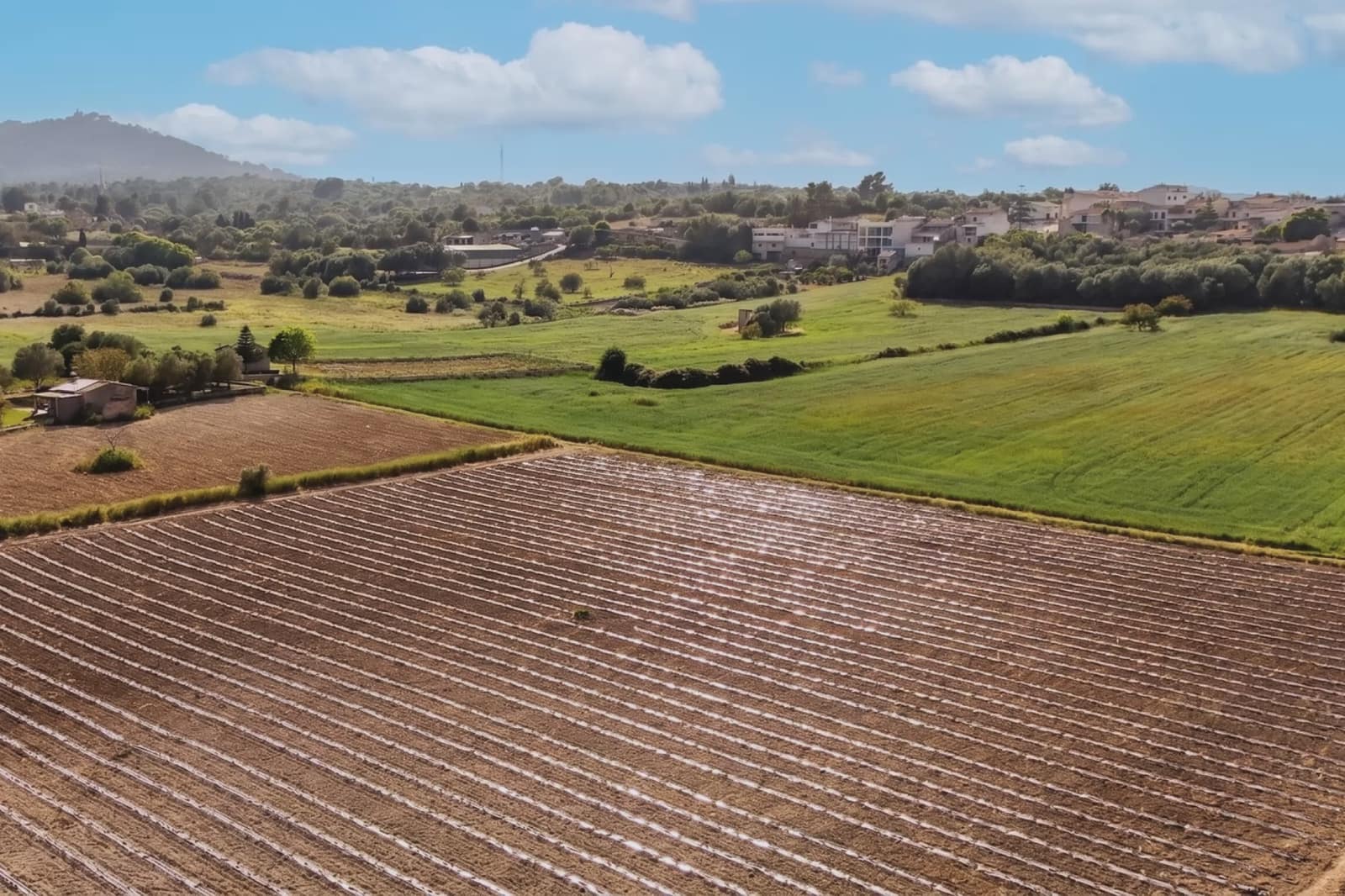 Undeveloped Land for sale in Petra - € 21,000 (Ref: 9814409)