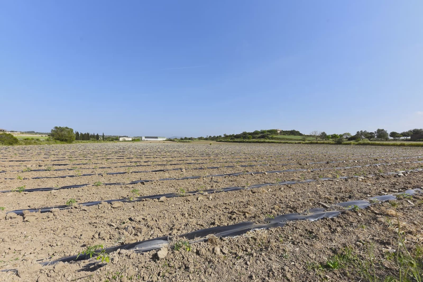 Undeveloped Land for sale in Petra - € 21,000 (Ref: 9814409)
