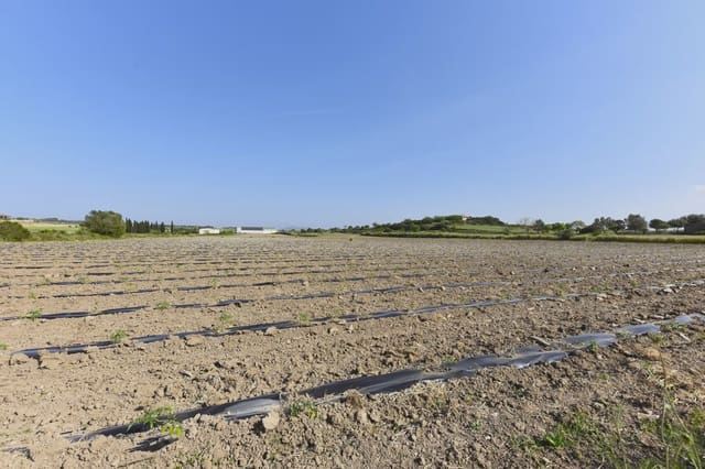 Undeveloped Land for sale in Petra - € 21,000 (Ref: 9814409)