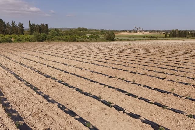 Undeveloped Land for sale in Petra - € 21,000 (Ref: 9814409)