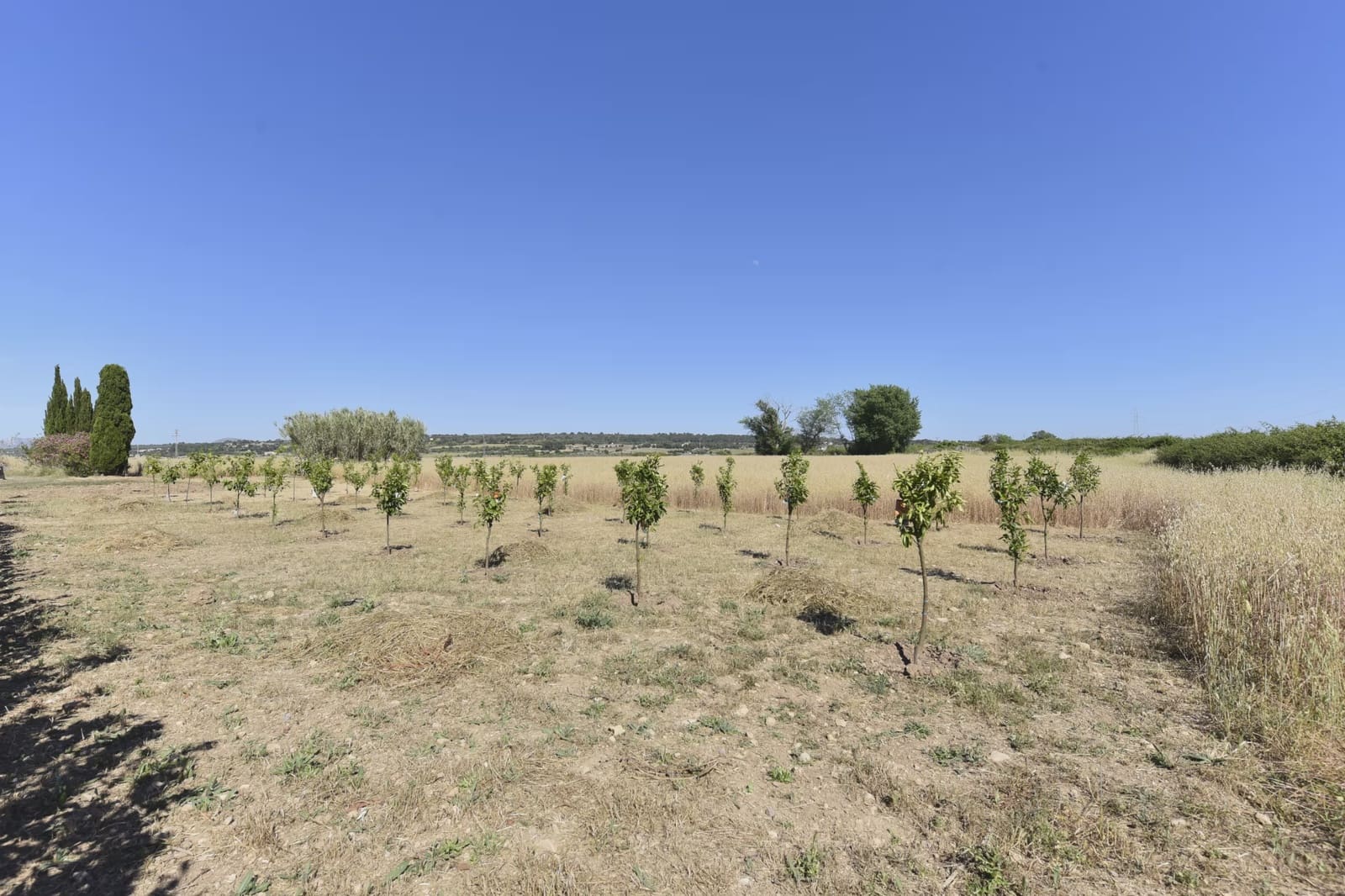 Finca/Maison de Campagne à vendre à Petra - 215 000 € (Ref: 9964501)