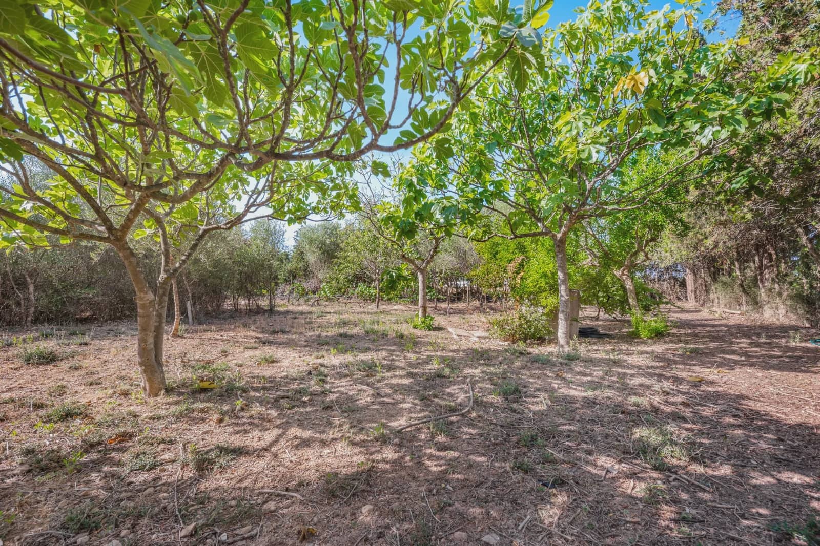 3 soverom Finca/Herregård til salgs i Manacor med svømmebasseng - € 169 000 (Ref: 9976139)