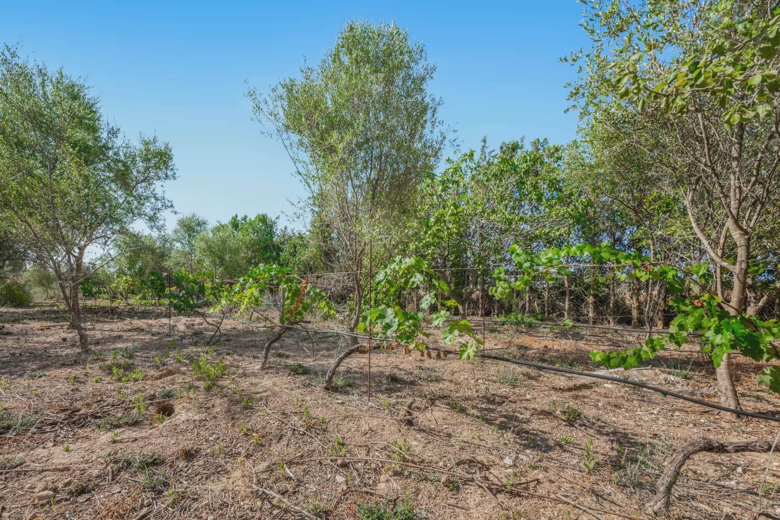 3 soverom Finca/Herregård til salgs i Manacor med svømmebasseng - € 169 000 (Ref: 9976139)