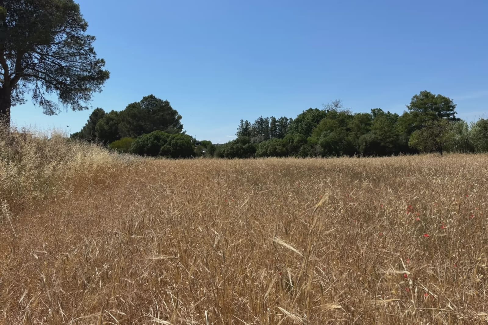 Ubebygd land til salgs i Manacor - € 16 000 (Ref: 9987315)