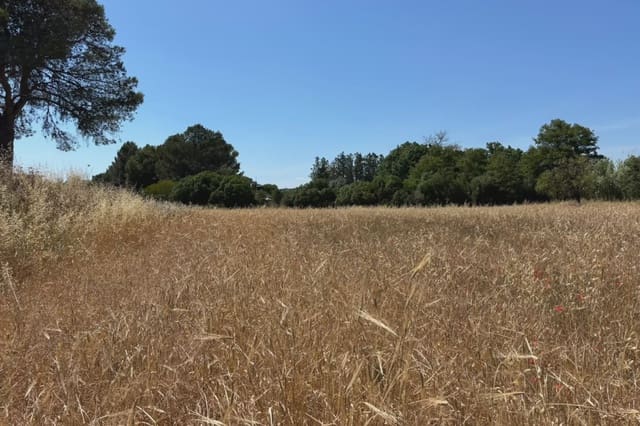 Ubebygd land til salgs i Manacor - € 16 000 (Ref: 9987315)