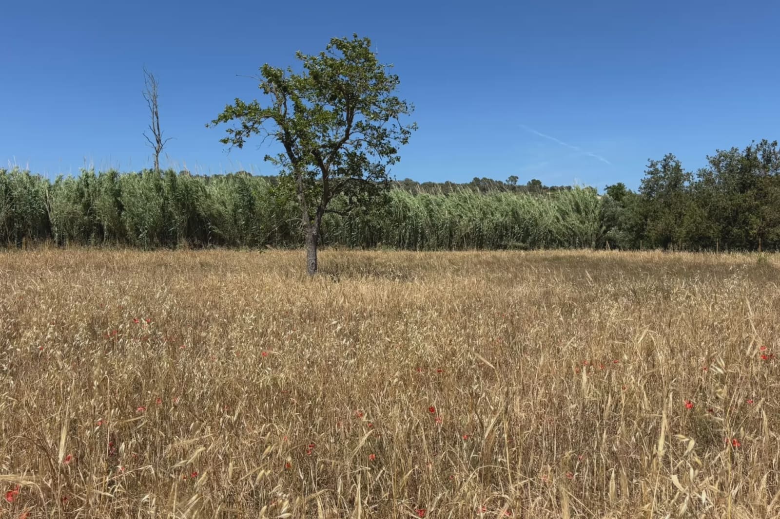 Ubebygd land til salgs i Manacor - € 16 000 (Ref: 9987315)