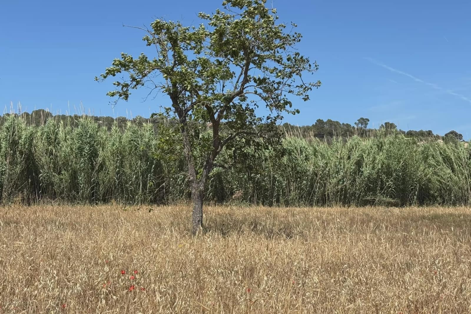 Ubebygd land til salgs i Manacor - € 16 000 (Ref: 9987315)