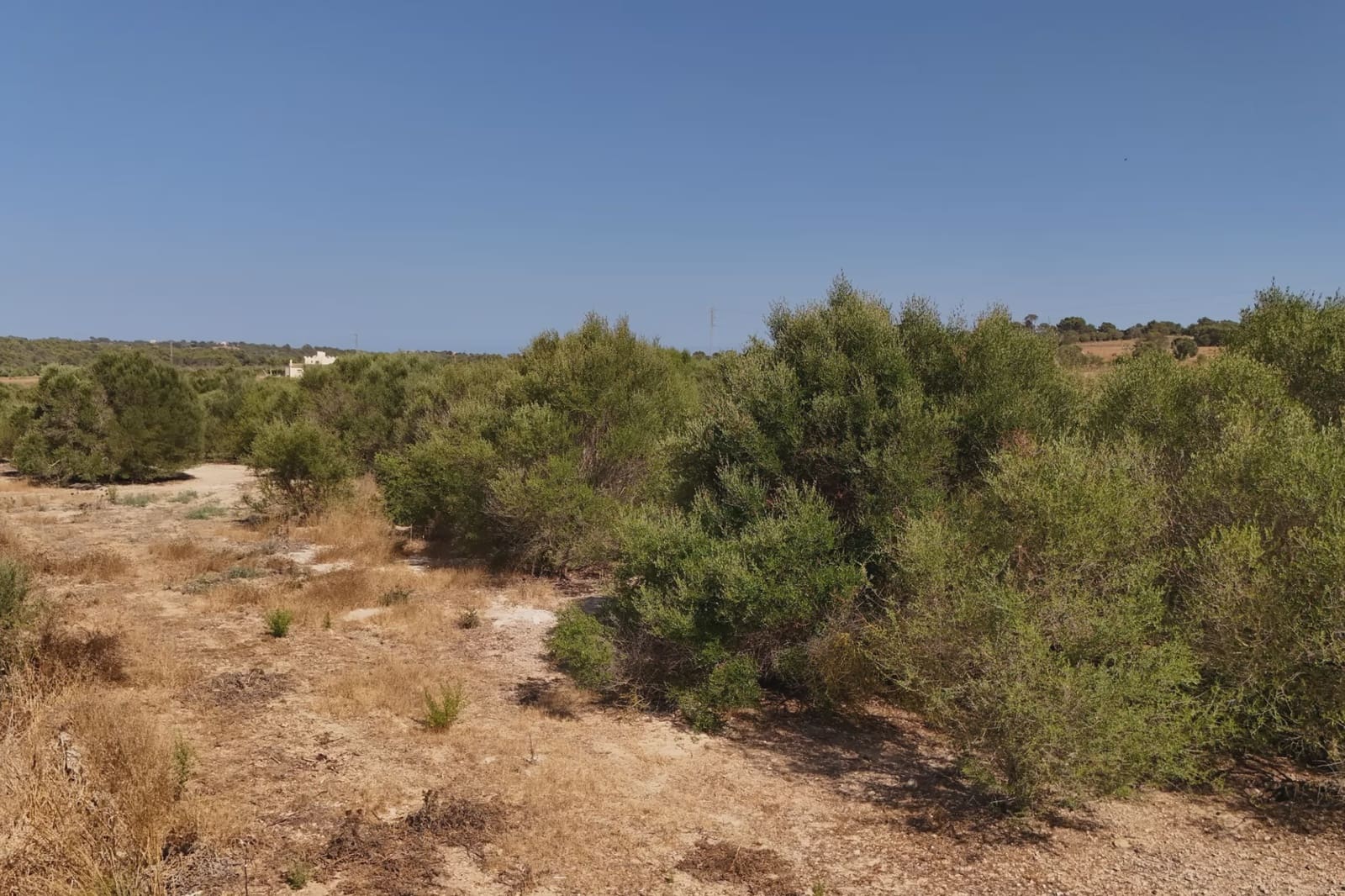 Terreno Non Edificato in vendita in Manacor - 307.000 € (Rif: 9996031)