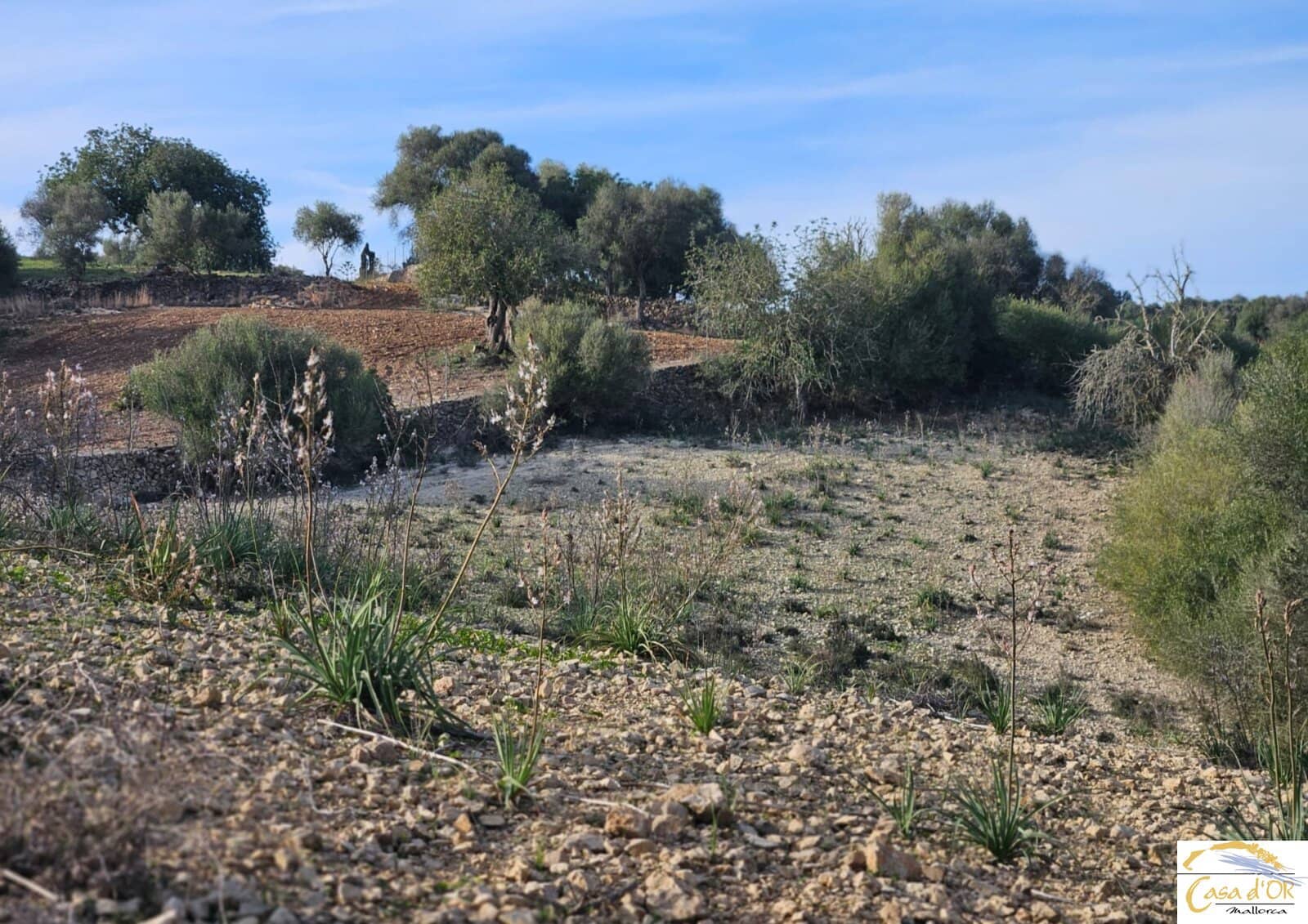 4 camera da letto Finca/Casa di Campagna in vendita in Portocristo / Port de Manacor con piscina - 1.750.000 € (Rif: 9856146)
