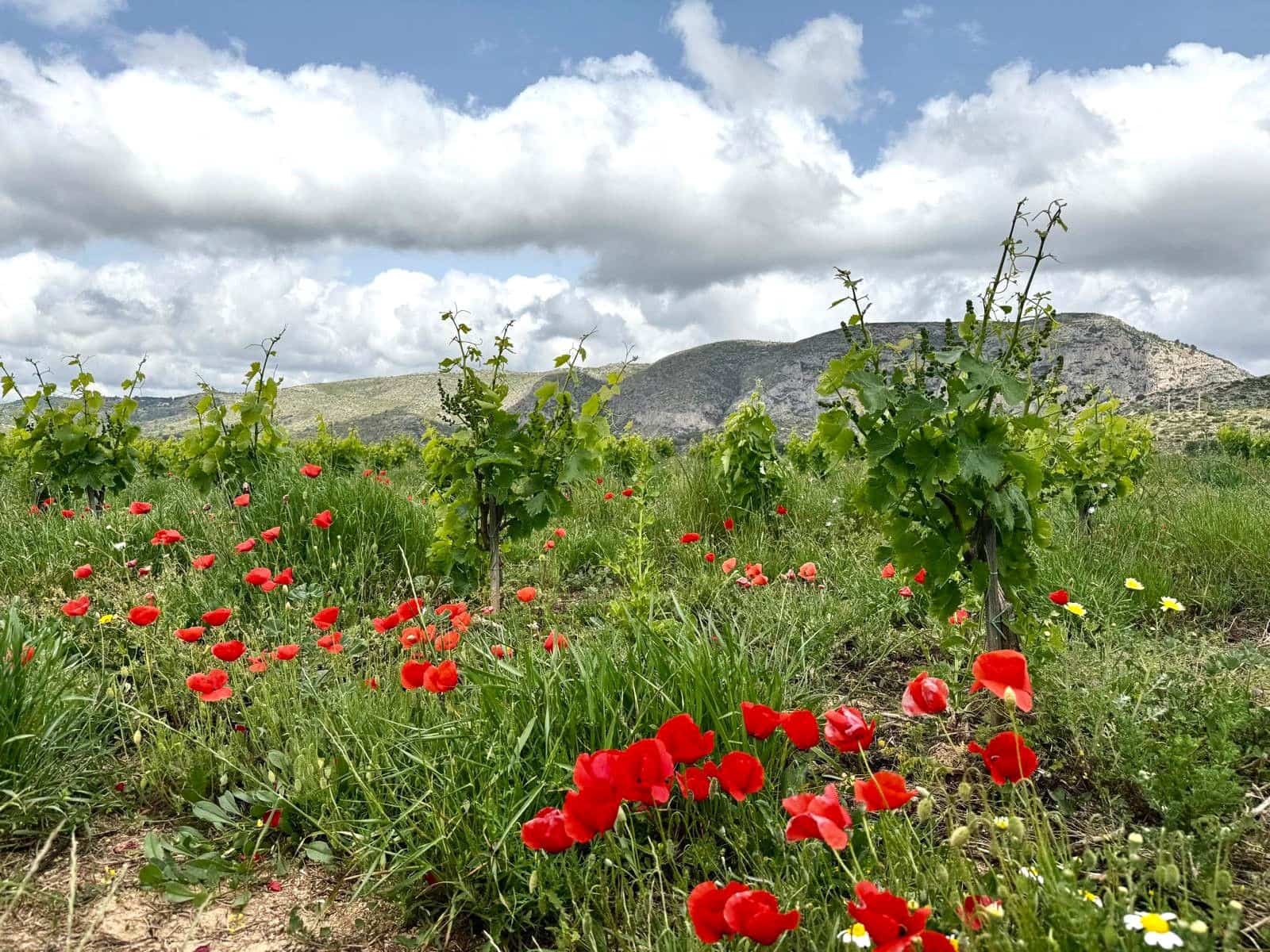 4 bedroom Finca/Country House for sale in Teulada - € 525,000 (Ref: 9474506)