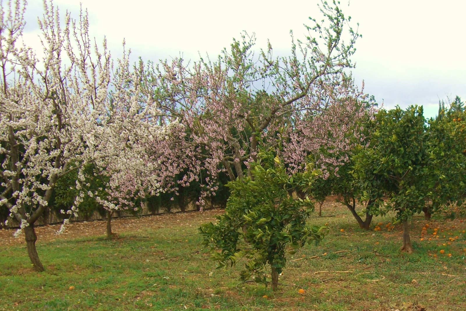 4 camera da letto Villa in vendita in Alcossebre con piscina garage - 690.000 € (Rif: 5144227)