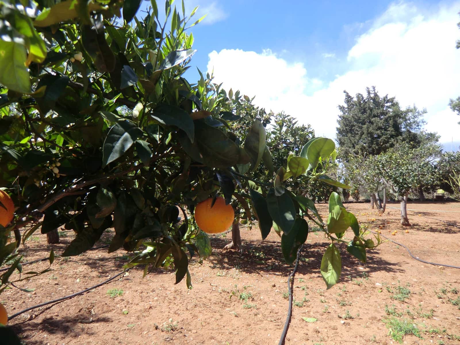 4 camera da letto Villa in vendita in Alcossebre con piscina garage - 690.000 € (Rif: 5144227)