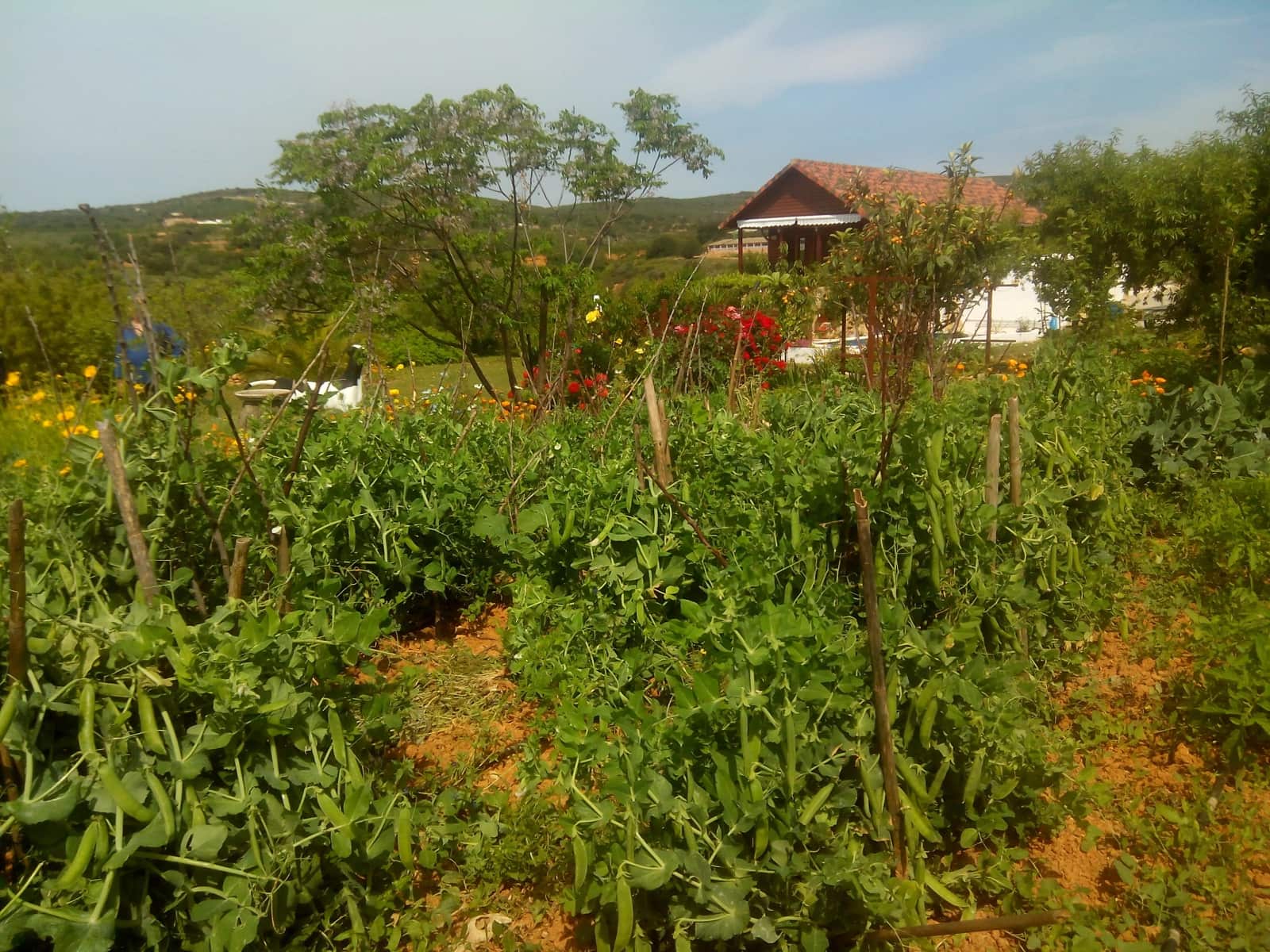 2 quarto Quinta/Casa Rural para venda em Les Coves de Vinroma com piscina garagem - 160 000 € (Ref: 6764396)