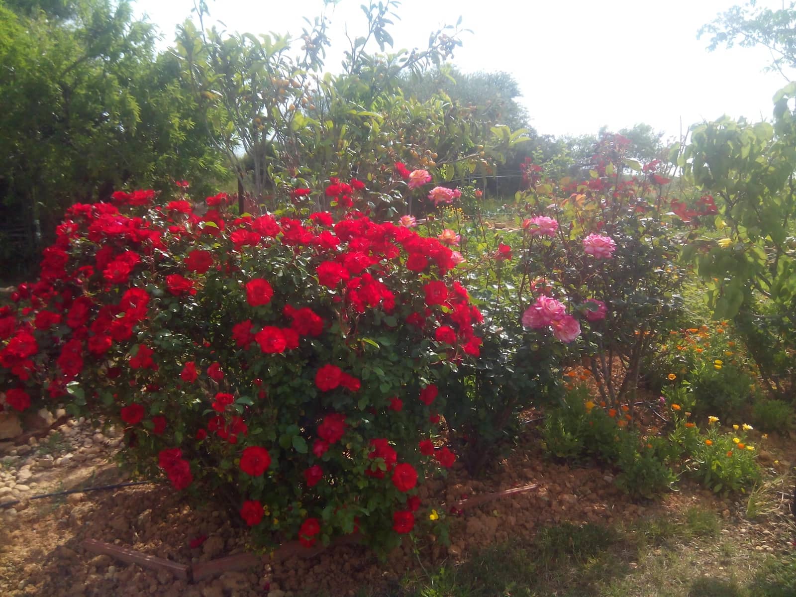 2 quarto Quinta/Casa Rural para venda em Les Coves de Vinroma com piscina garagem - 160 000 € (Ref: 6764396)