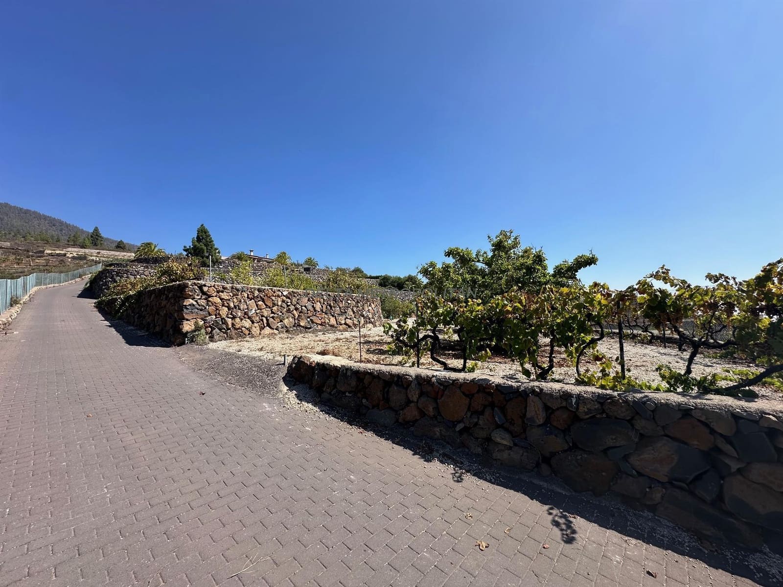 2 chambre Finca/Maison de Campagne à vendre à Cruz de Tea - 450 000 € (Ref: 8590085)