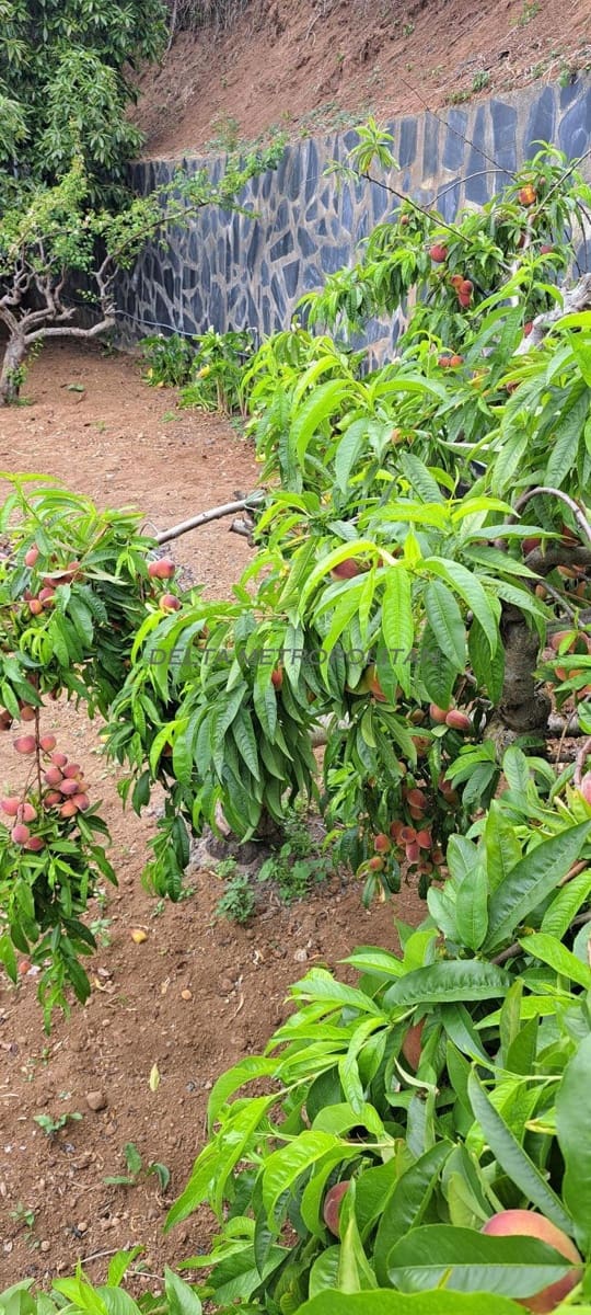 4 soveværelse Finca/Landehus til salg i Los Silos med garage - € 650.000 (Ref: 9523574)