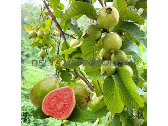 8 makuuhuone Maalaistalo myytävänä paikassa La Esperanza mukana uima-altaan - 649 000 € (Ref: 9674558)