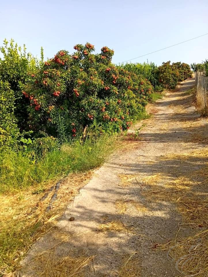 Finca/Casa Rural de 2 habitaciones en Benamargosa en venta - 300.000 € (Ref: 10060815)