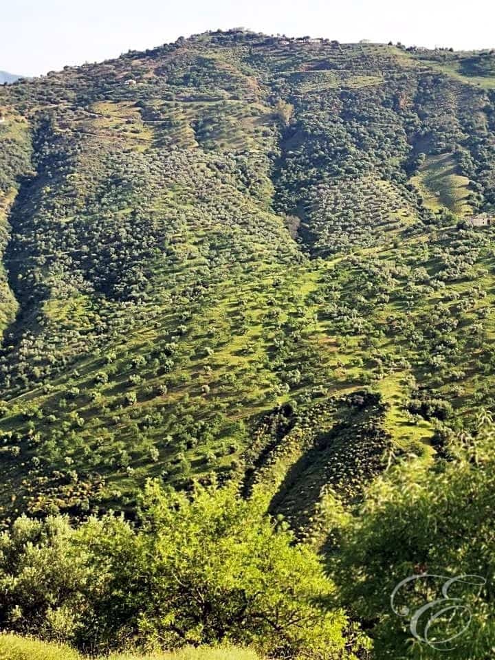 Finca/Country House for sale in Colmenar - € 1,300,000 (Ref: 6872980)