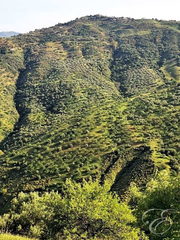 Finca/Country House for sale in Colmenar - € 1,300,000 (Ref: 6872980)